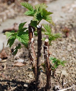 Aviečių daigai Aviečių daigai