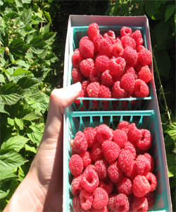 Avietės | Skinti pačiam ūkyje Avietės | Skinti pačiam ūkyje